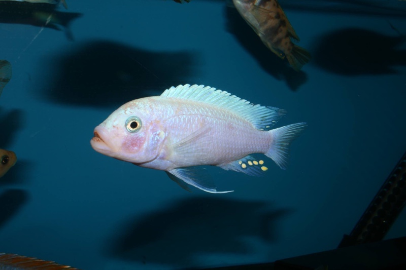 Maylandia callainos 'Luwino Reef'